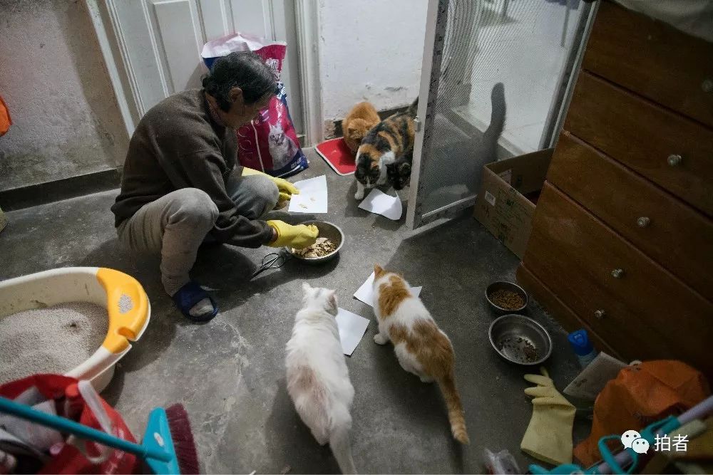 养40只流浪猫建新家,家里有18只流浪猫