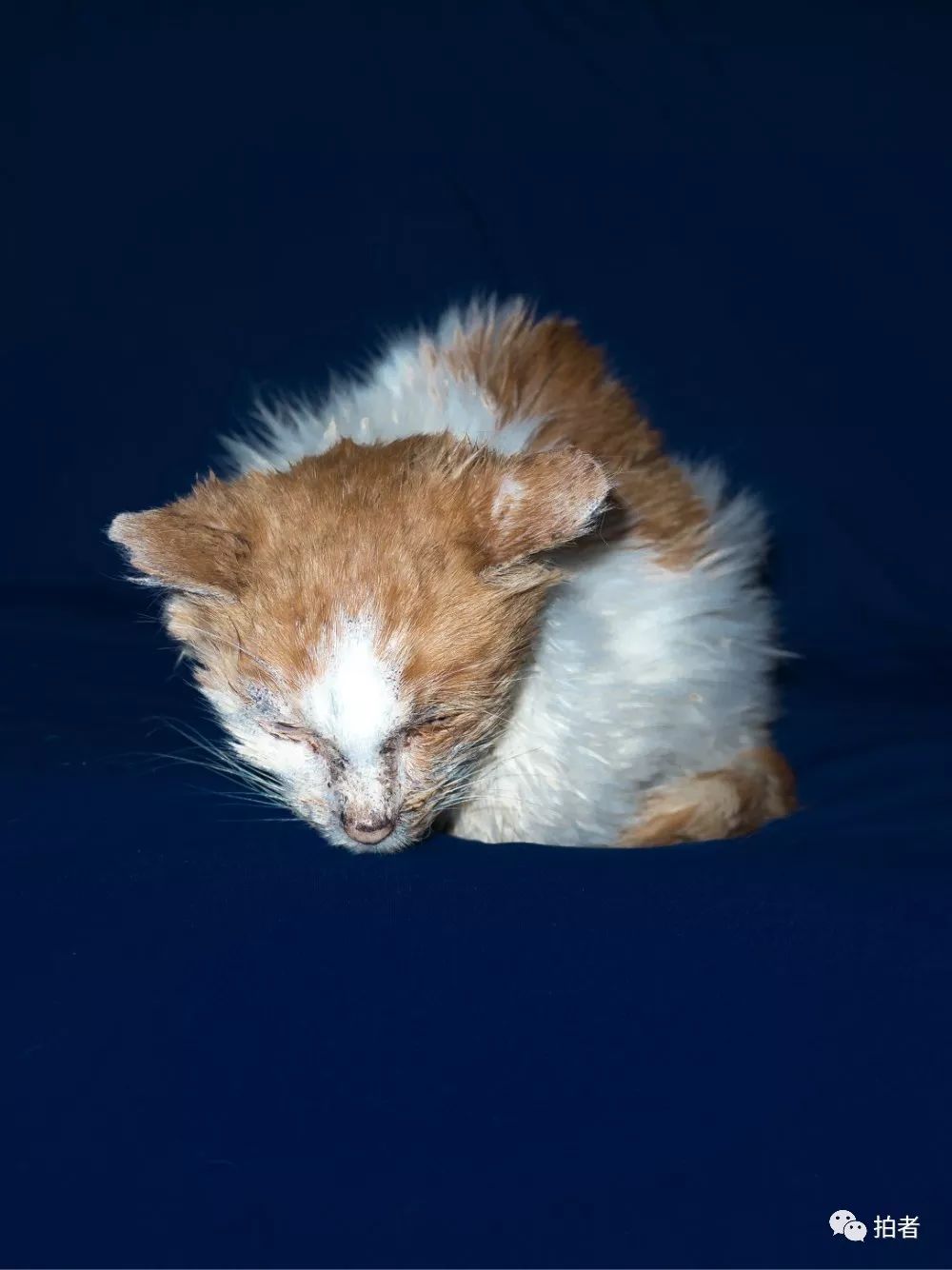 养40只流浪猫建新家,家里有18只流浪猫