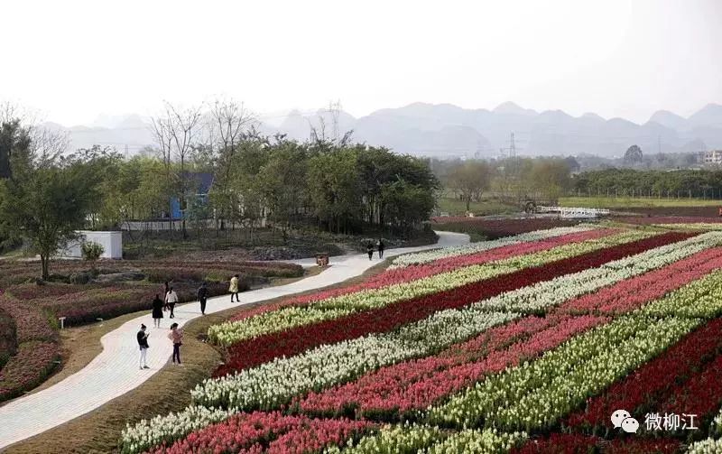 柳州2月花海景点,柳州花海打卡景观