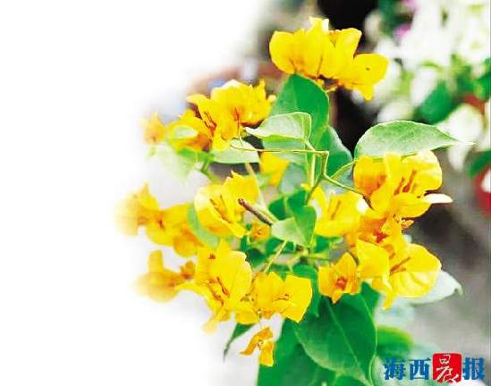 正宗同安红中国红三角梅,同安红三角梅家养