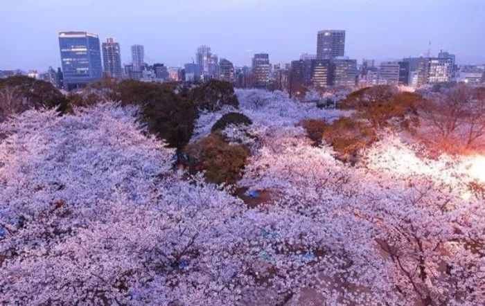 日本有关樱花的照片,日本最美樱花图
