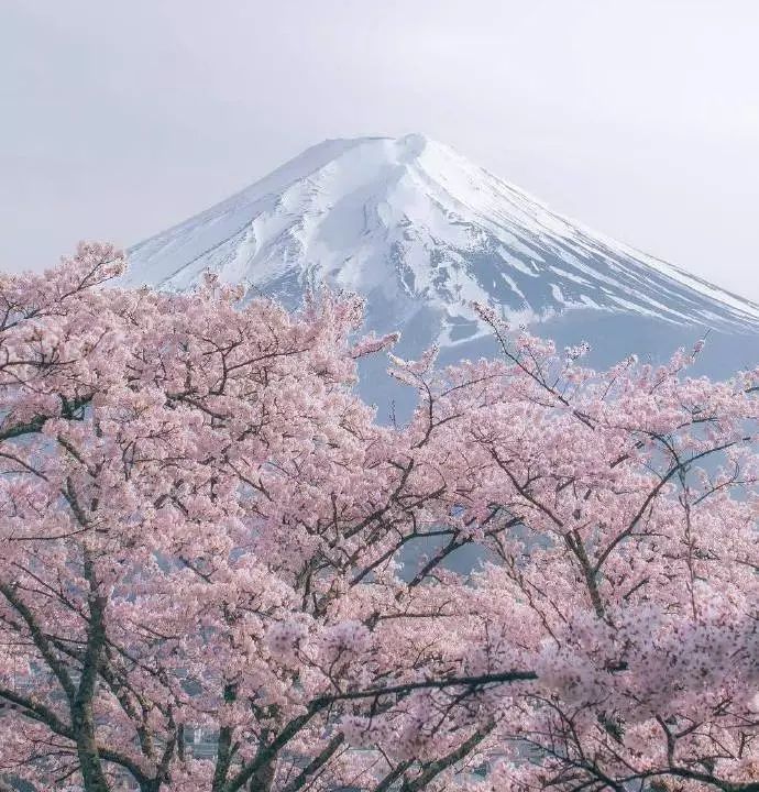 日本有关樱花的照片,日本最美樱花图
