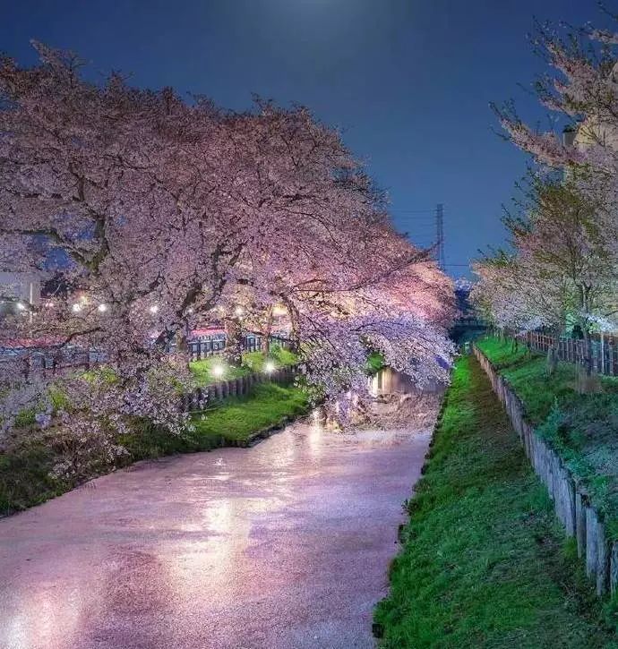 日本有关樱花的照片,日本最美樱花图