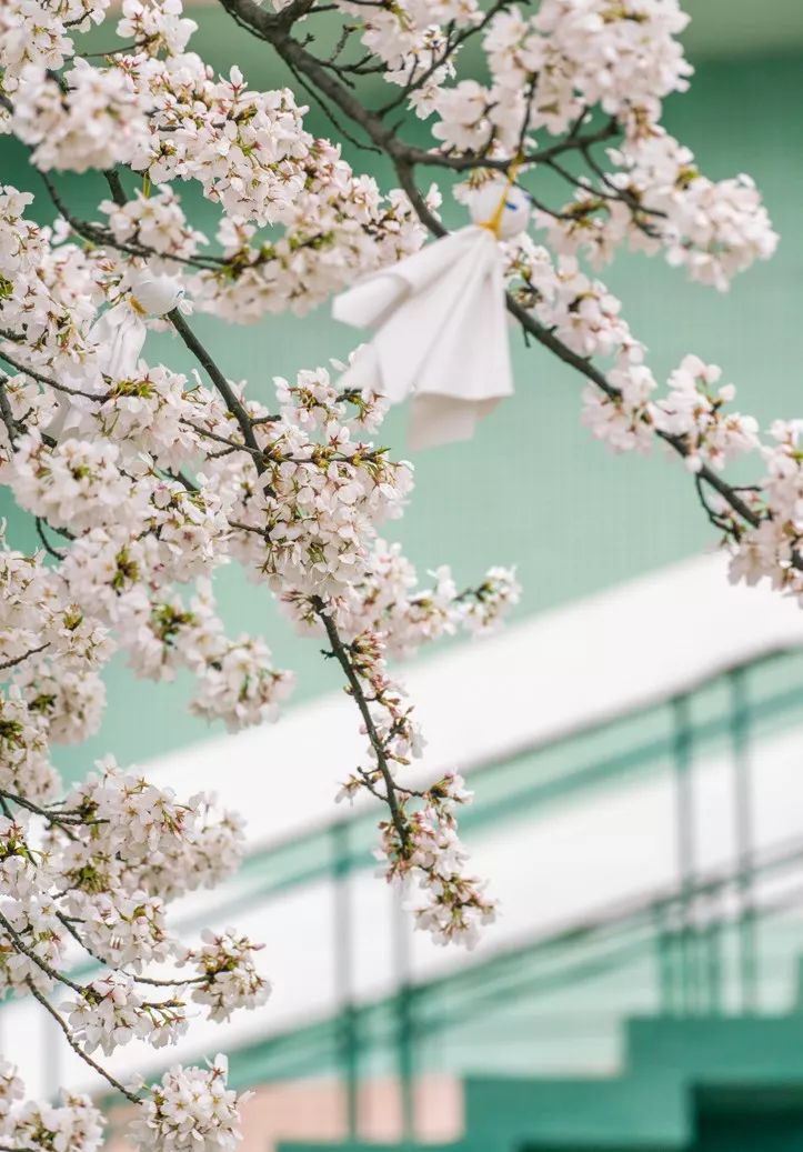 央视武汉樱花,央视新闻一起来看武汉樱花