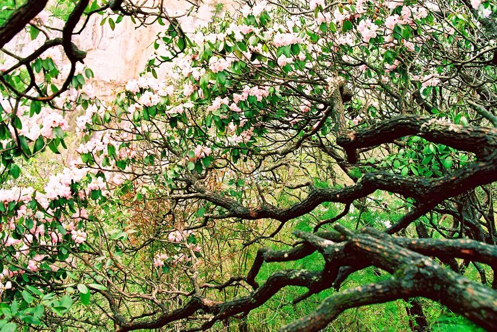 免票或半价！全国几百个景区集体降价，河南有这些…千万别错过！