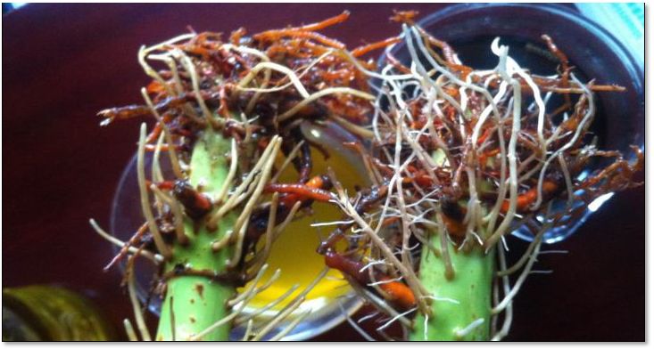 C位出道！嘉美好“藻精灵”正宗的海藻高塔复合肥，赶快报名免费尝鲜啦