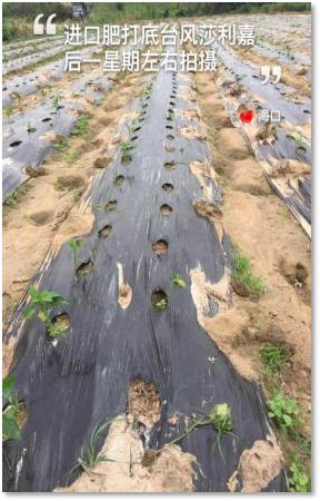 C位出道！嘉美好“藻精灵”正宗的海藻高塔复合肥，赶快报名免费尝鲜啦