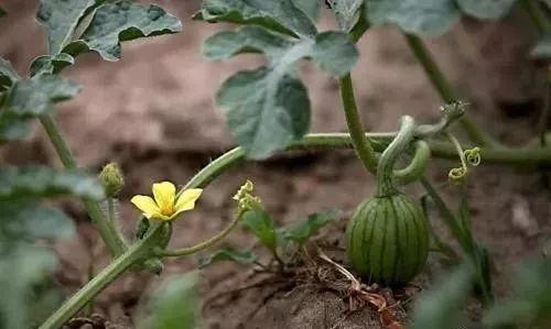 西瓜坐果干旱怎么补救,西瓜坐果了怎么让西瓜大