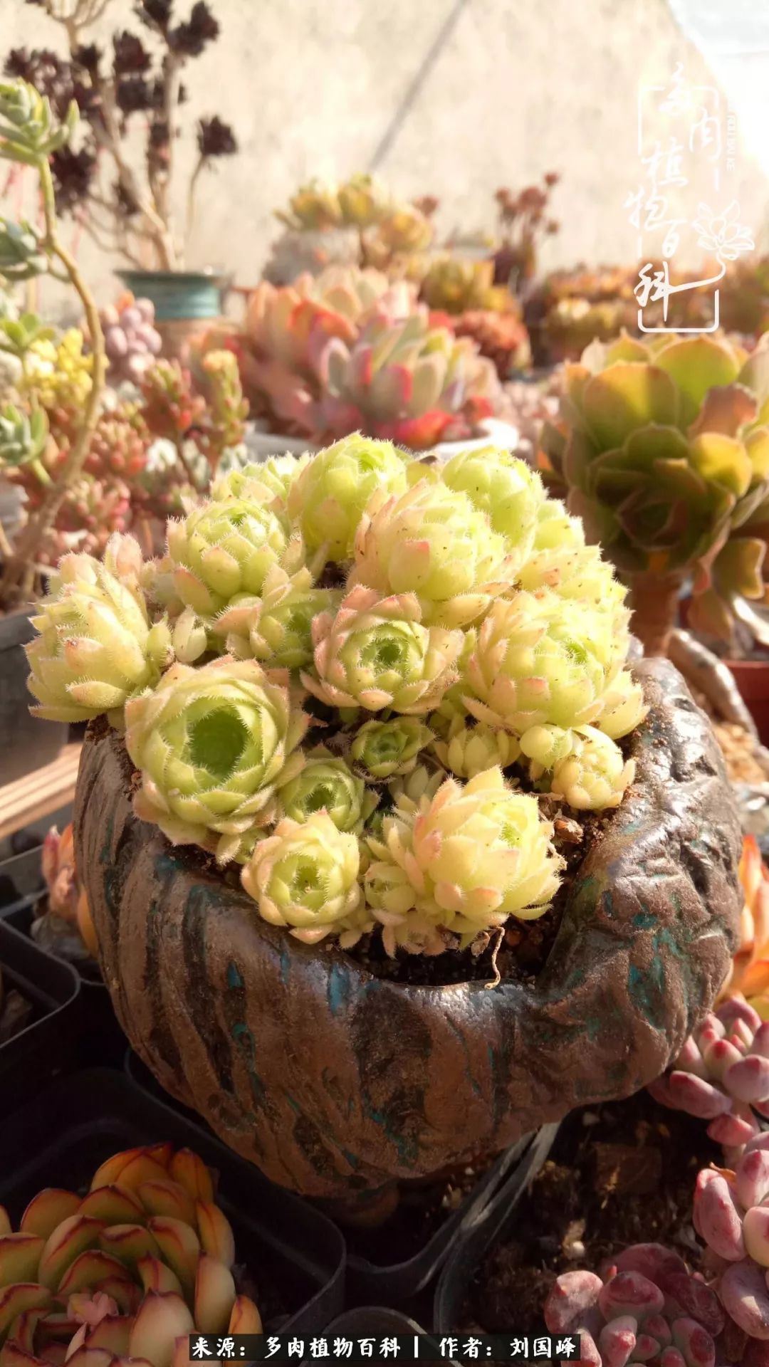 不学无术容易赚大钱,不学无术养多肉摇身一变资产过亿