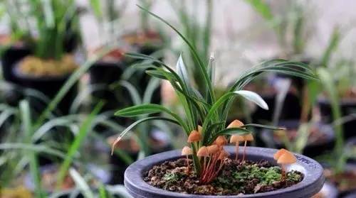 怎样学在家里种蘑菇,教你来种菜