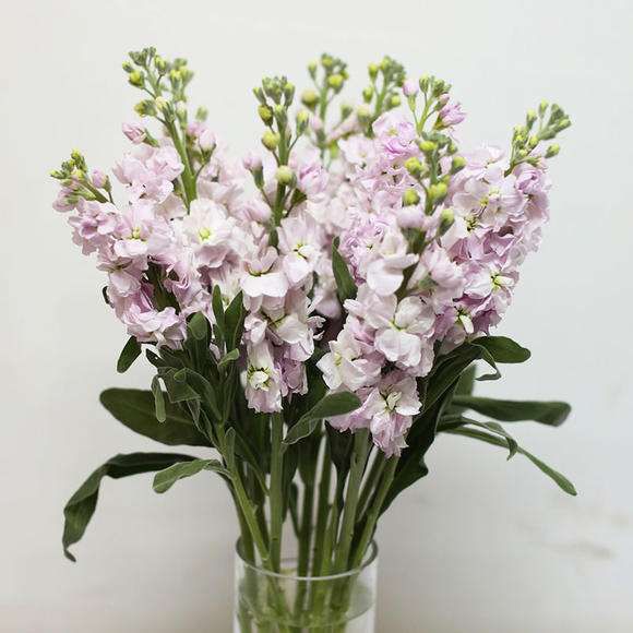 松江花友组了个价格美丽的鲜花团，还想找个靠谱提货点