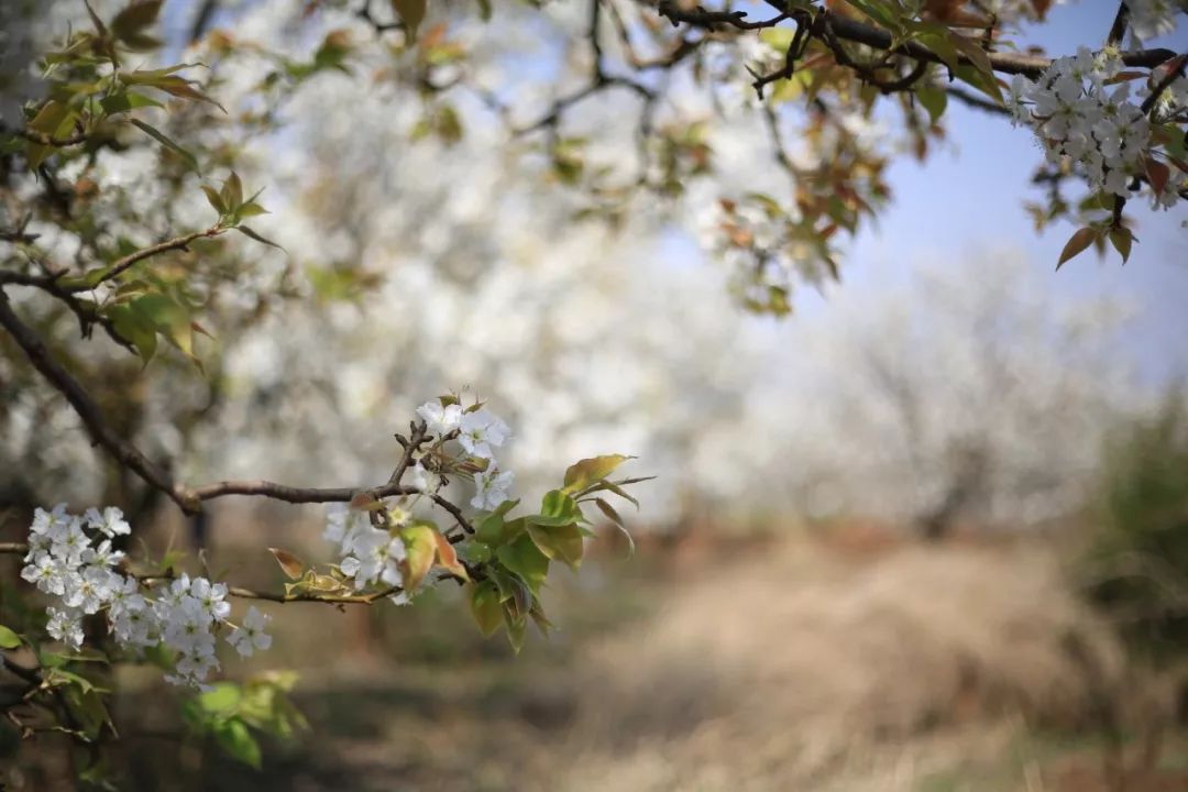 沙漠一年出现的奇观,沙漠黄河的奇景
