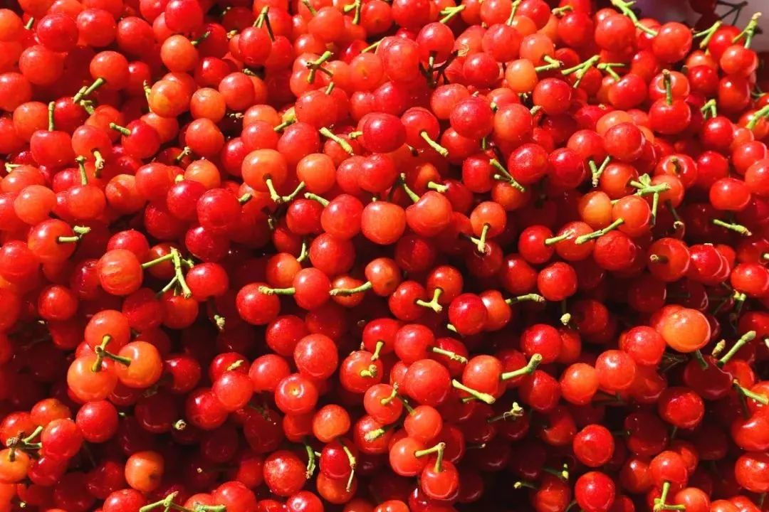 友好互推|攀枝花的吃货嗨起来！这11种水果将要排队上市啰！（内附时间及地点）