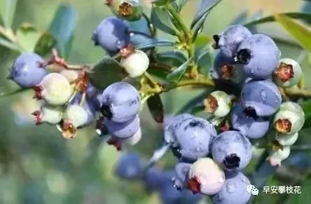 友好互推|攀枝花的吃货嗨起来!这11种水果将要排队上市啰!(内附时间及地点)