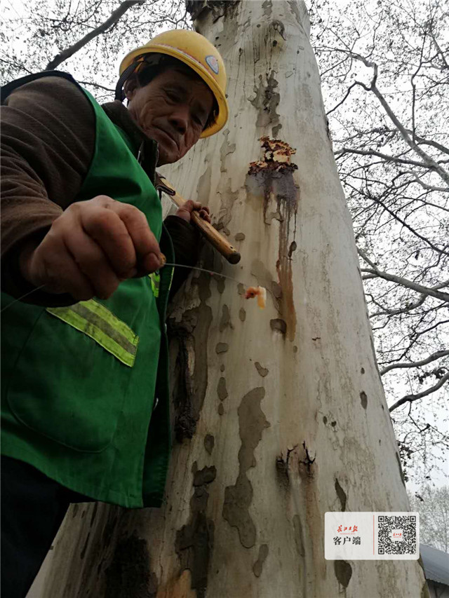 天牛幼虫玩“地道战”,武汉这些园林师傅组成的“捉虫特攻队”出动了