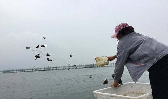吃完河蟹中毒什么时间发病,河蟹亚硝酸盐中毒症状