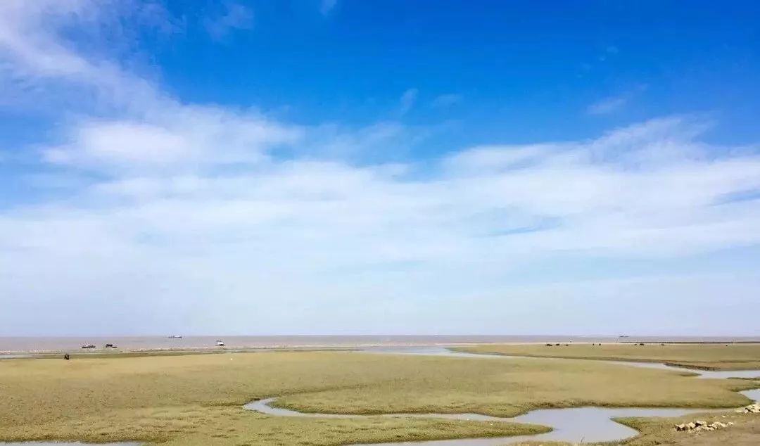 结棍！这个春天，是崇明撑起了魔都的体面！