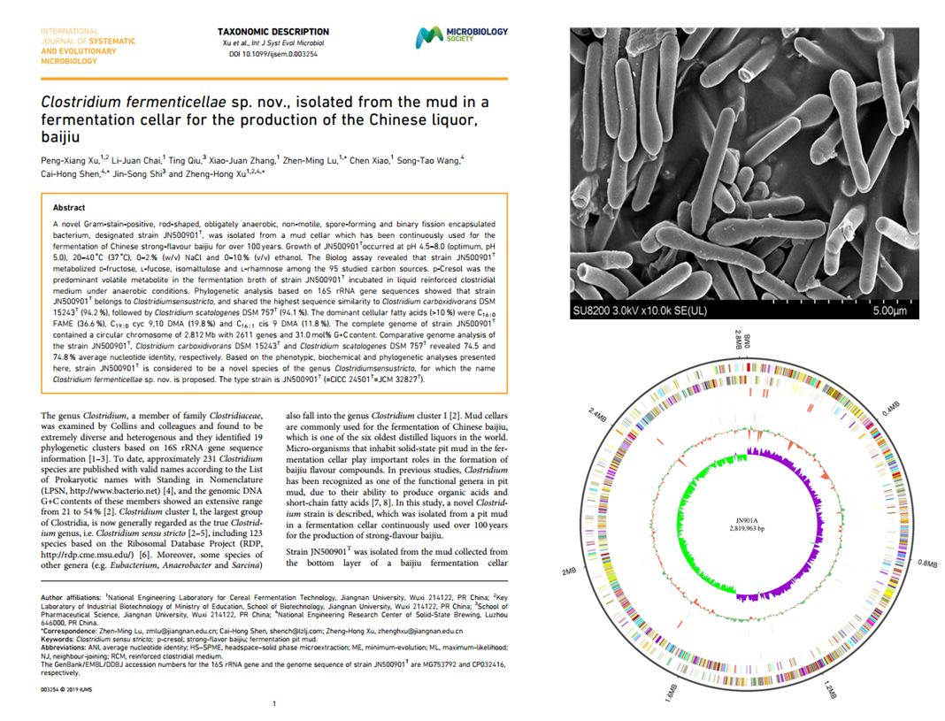 首株以“老窖”命名的新菌株从百年窖泥中分离，“老窖出好酒”多了一项科学依据