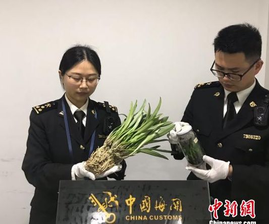 可以带植物种子出境吗,带植物种子入境时需要注意什么