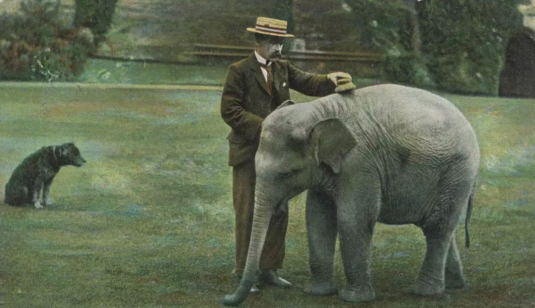 我们喝过啤酒粉象，却不知道它就是全世界最伤心的《小飞象》