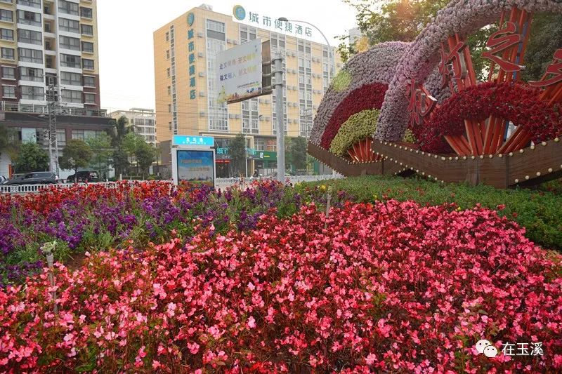 哇家玉溪是个大花园!处处可赏花,步步皆是景!