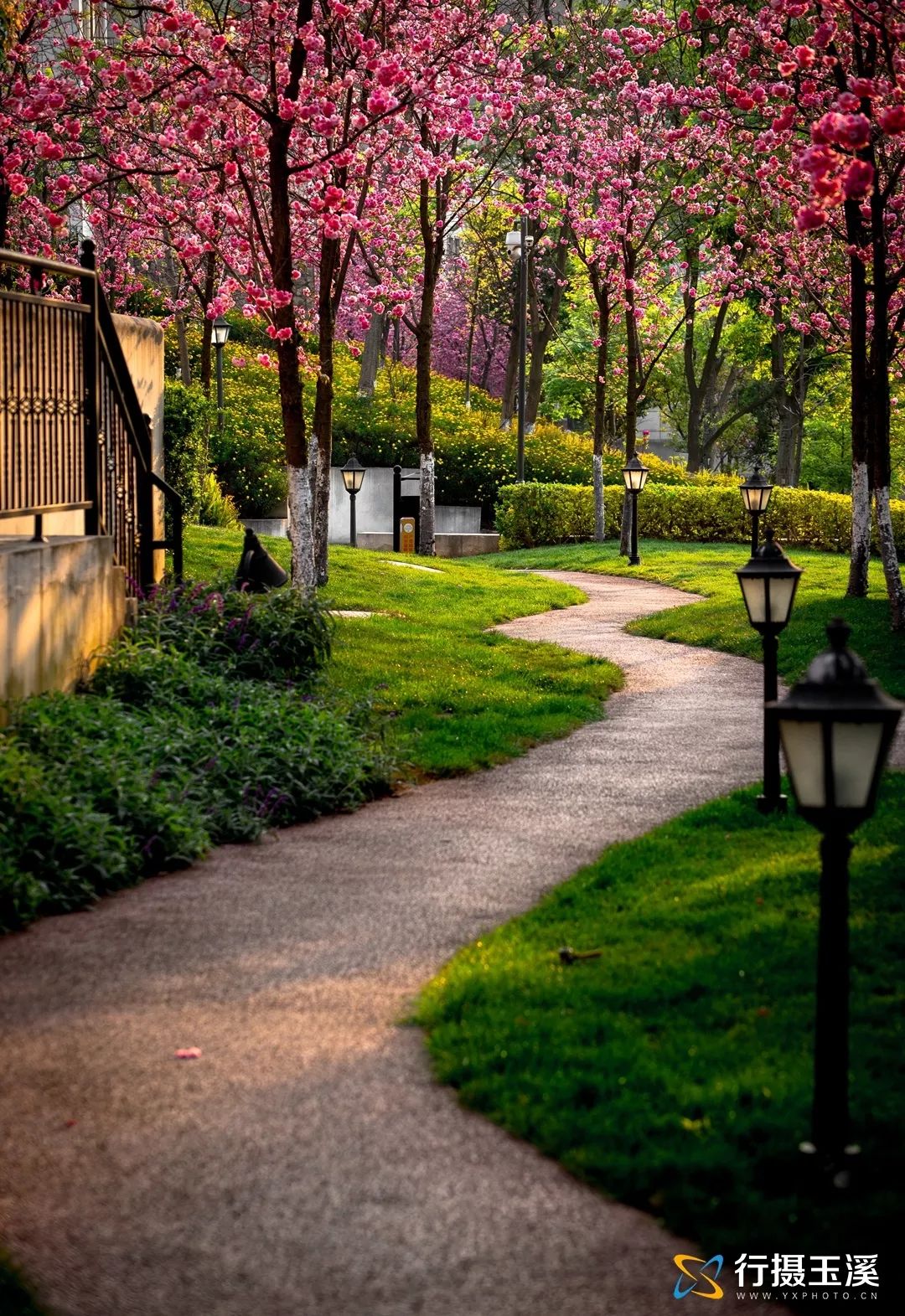 哇家玉溪是个大花园!处处可赏花,步步皆是景!