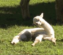 网红神兽！超级大奖！趣味畅游！全广州6.1都看这里了！