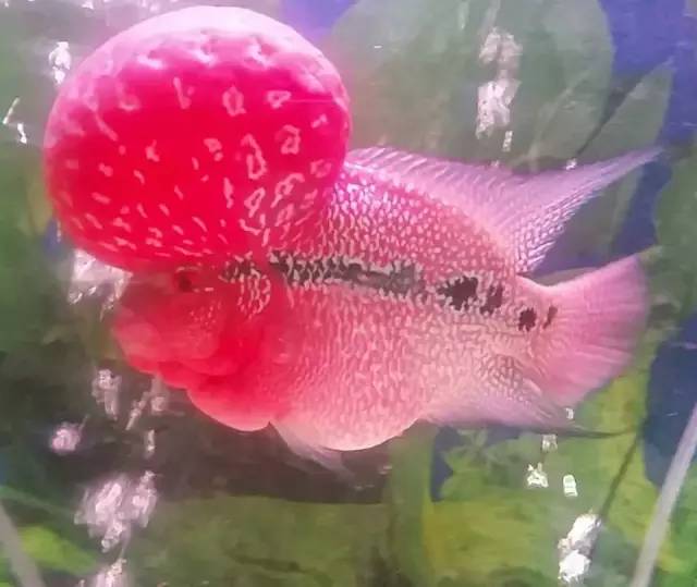 这款爆炸美罗，必须要给大家瞅瞅！