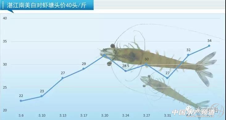 广东虾降价,今日江门虾价