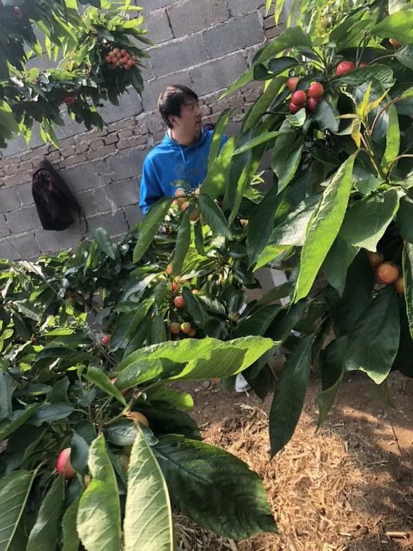 前国门安琦家的樱桃又来啦!为了孩子,他用守护球门的双手,种出了汁多甘甜的超好吃樱桃