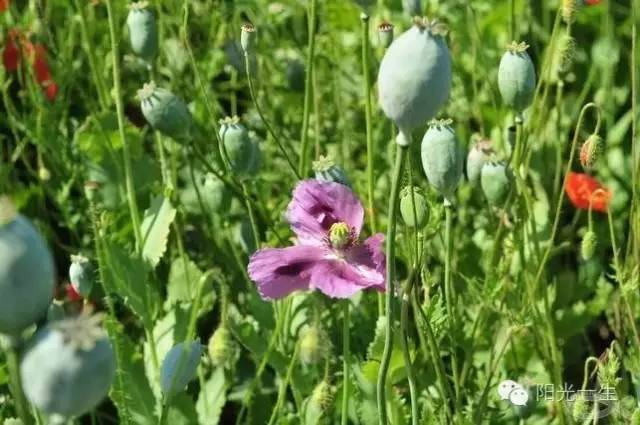 检测吸毒需要多少毛发,检测吸毒尿液几道杠是阴性