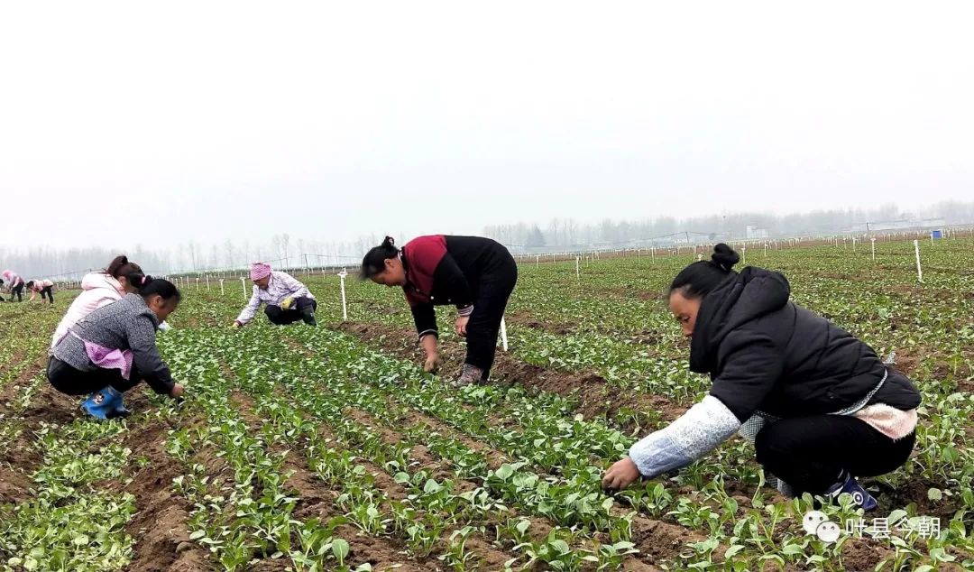返乡创业为乡亲带来种植新理念,发展蔬菜种植助力乡村振兴