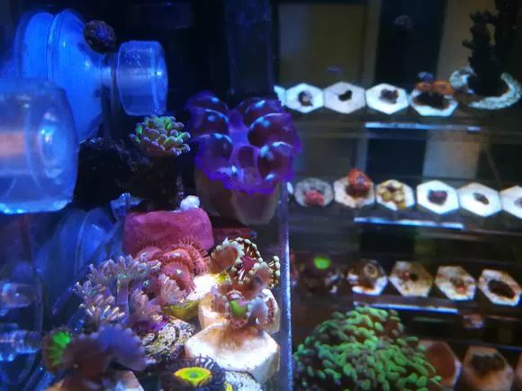 学生党20厘米小缸,学生后生可畏