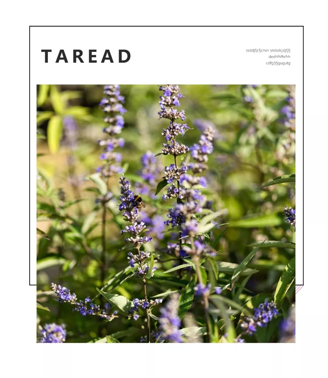 斯维诗蔓越莓真的治妇科病吗,蔓越莓治妇科病