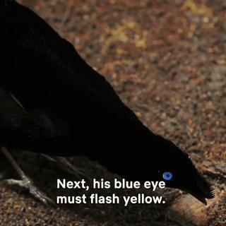 bbc经典必看十大纪录片,bbc十大经典纪录片9.9