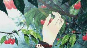 高价大量收购香椿,大量收购香椿树果子