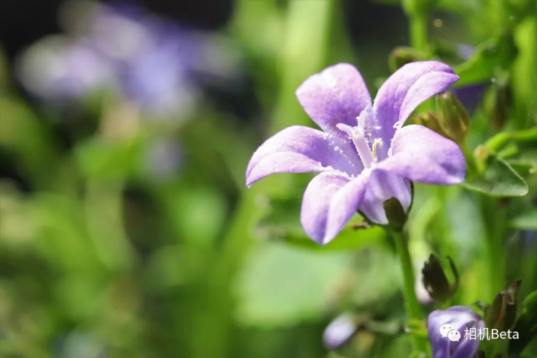 老蛙10mmf2.8多少钱,老蛙100mmf2.82倍微距