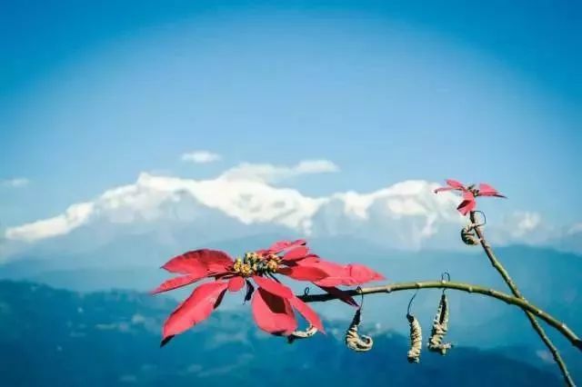 尼泊尔旅游攻略最新消息 (尼泊尔旅游注意事项和方法)