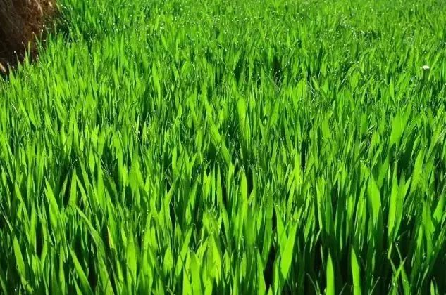 日本青汁难喝吗,日本的青汁特别难喝