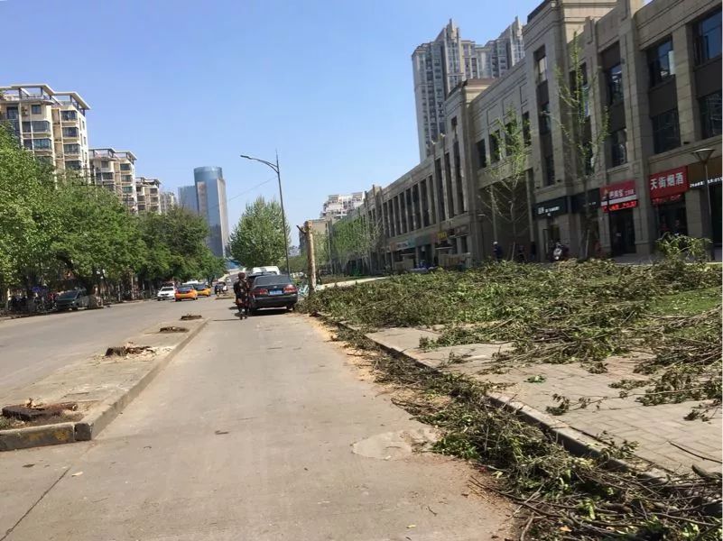 【早安·芜湖】中山南路的10多棵大树为何被砍？