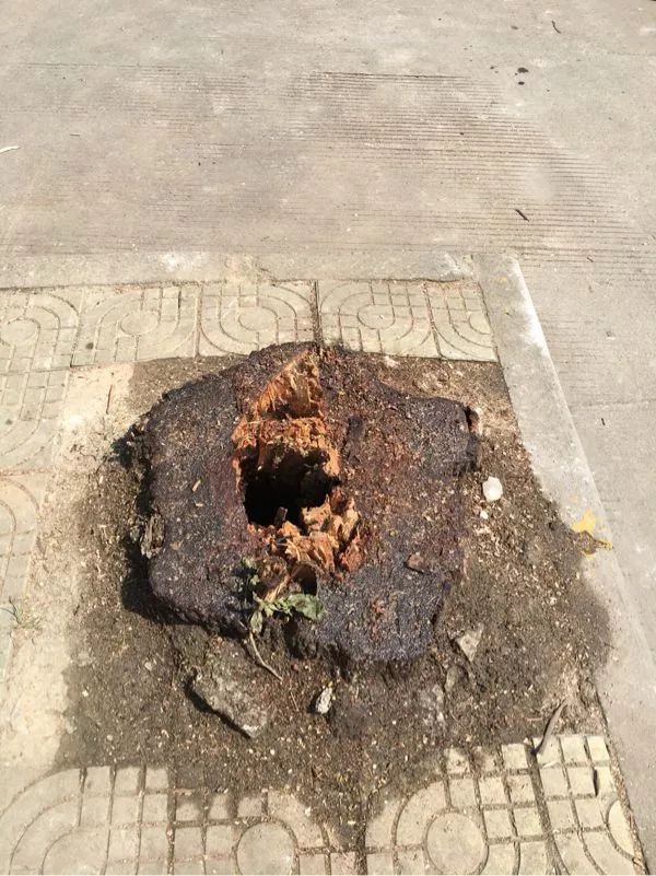 【早安·芜湖】中山南路的10多棵大树为何被砍？