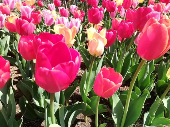 最值得去看的花海,最美花海邀您来赏