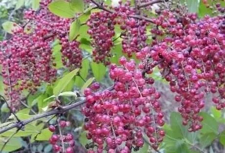 有剧毒但是又超级美味的水果,紧急提醒这种果子千万别吃