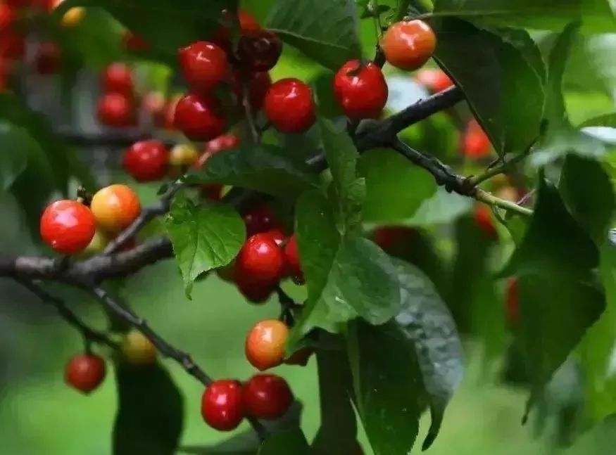 又一年樱桃采摘季,一年一度的大樱桃采摘模式已开启