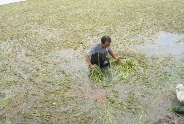 小龙虾养殖水体浑是怎么回事,小龙虾养殖塘的水质怎么处理