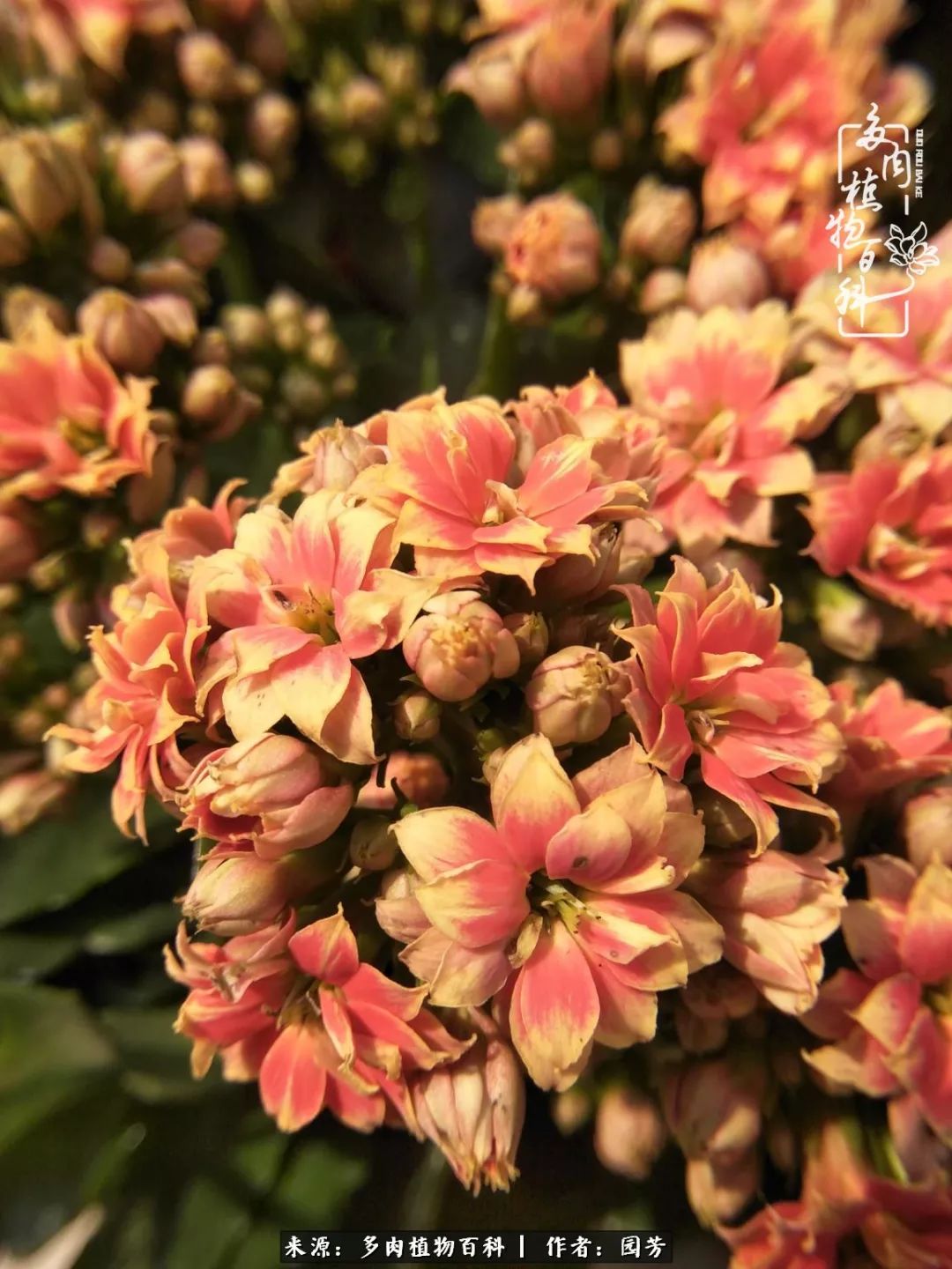 多肉开花最好看最好养前十名,多肉哪个品种开花最好看