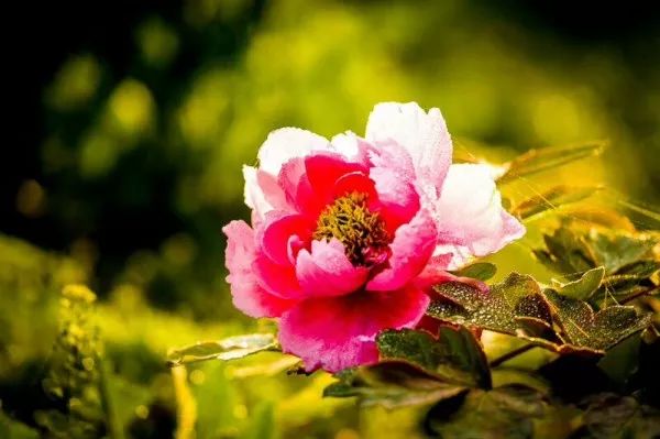 看牡丹何必去洛阳,洛阳看牡丹有多美