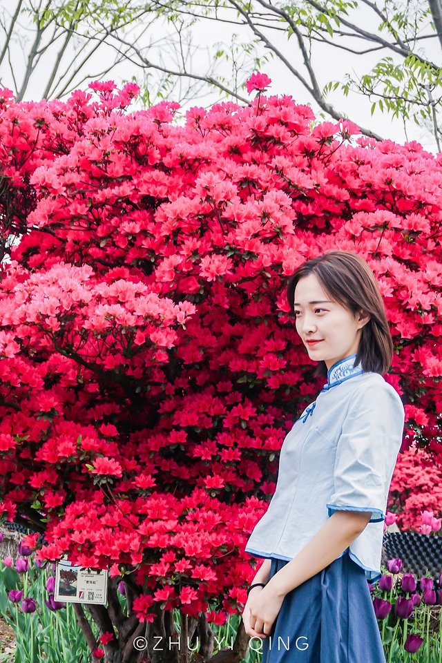 无锡赏花一日游,无锡春日樱花旅游攻略