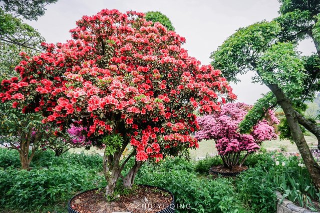 无锡赏花一日游,无锡春日樱花旅游攻略