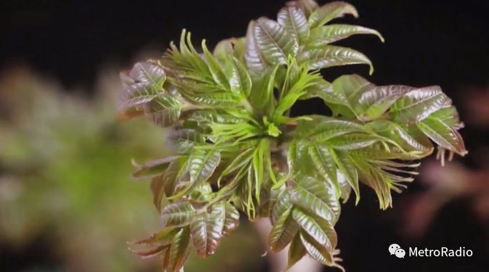 节气谷雨解说,谷雨节气的唯美诗句